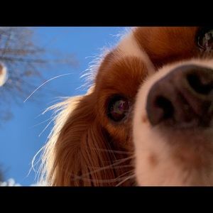 Meet your Posher, Abby